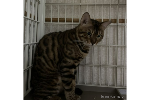 販売中のベンガルの親猫